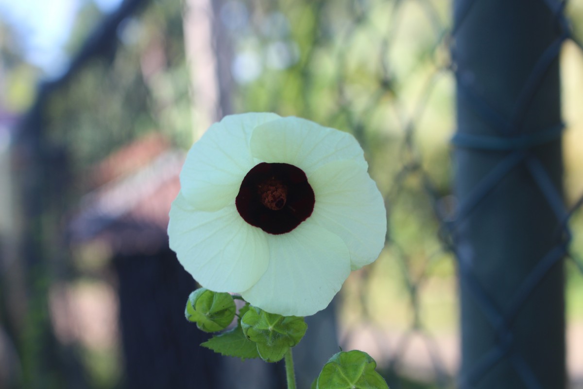 Hibiscus vitifolius L.